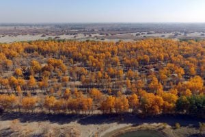 afforestation of Planted “shelterbelt” forest in Gansu province, northwest China (Image: Alamy)
