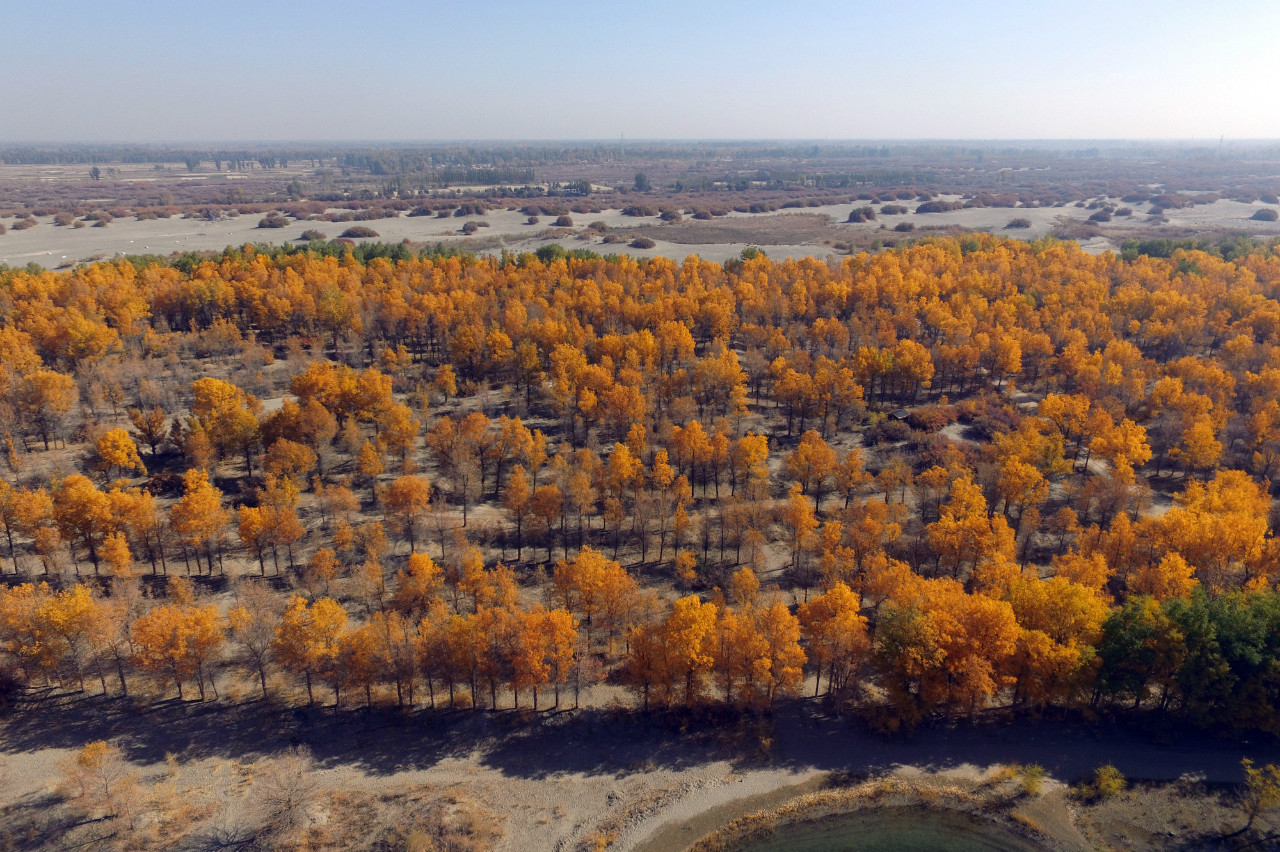 <p>位于甘肃省的防护林。图片来源：Alamy</p>