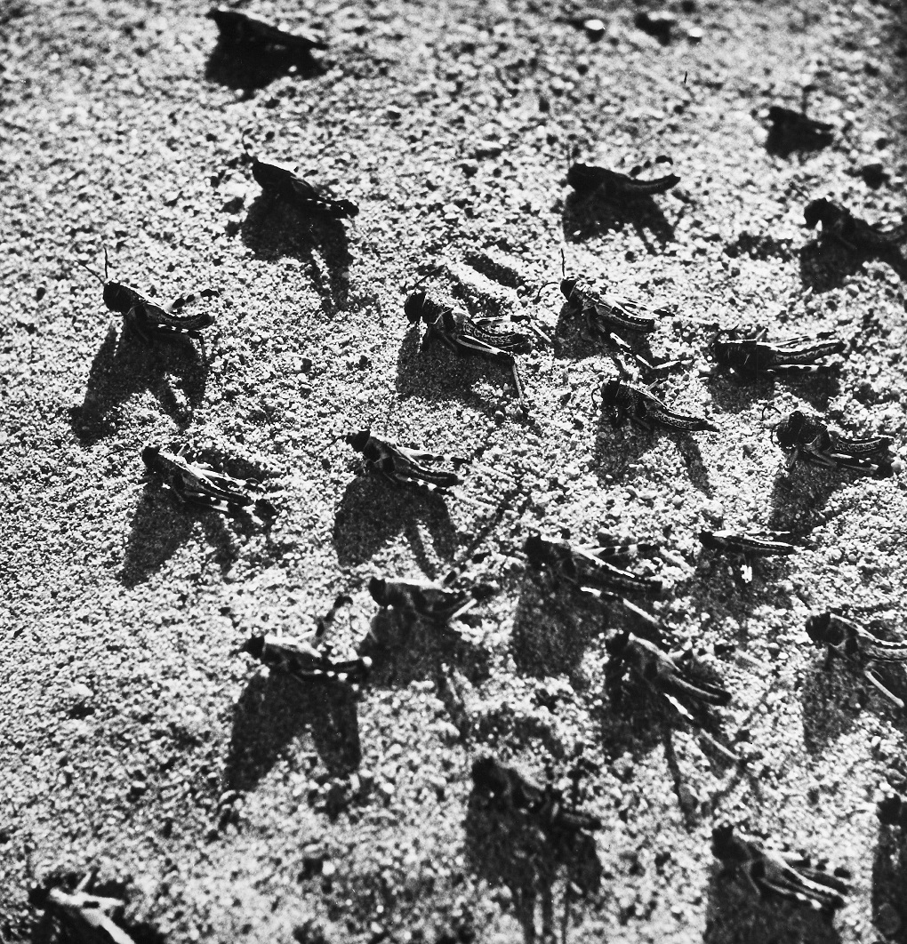 locusts in Pakistan - black and white