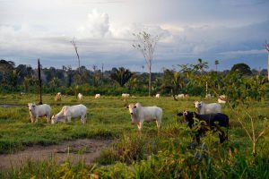 <p>Cattle on land cleared for pasture in the Amazon (Image: Alamy)</p>