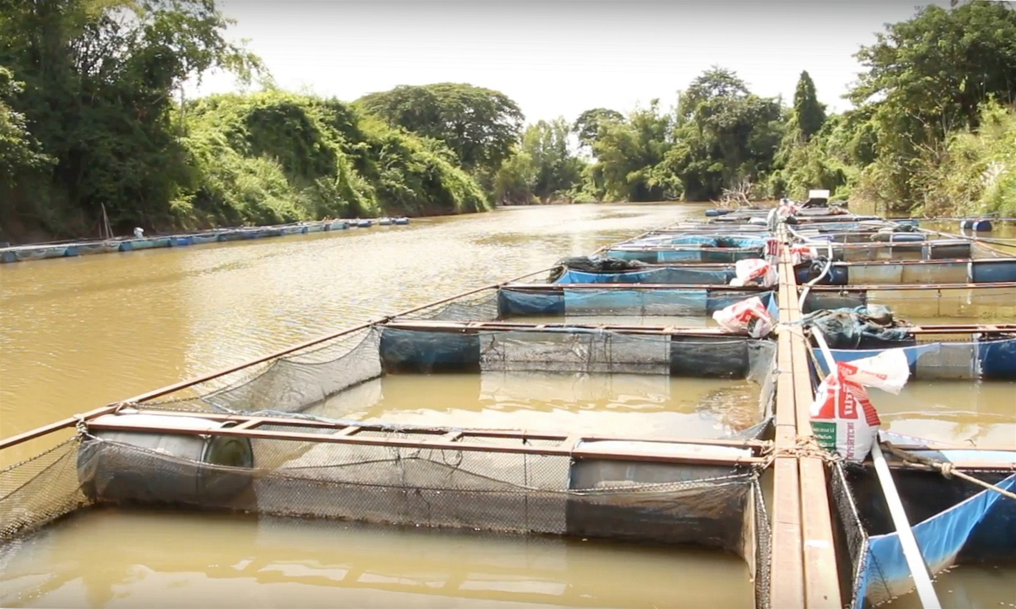 <p>Fish farming along the Phong River in the&nbsp;Mueang Khon Kaen district of northeastern Thailand. (Image: Phornpan Seekapa)</p>