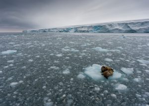 <p>两只海象趴在挪威斯瓦巴特群岛上的浮冰上。图片来源：<a href="https://media.greenpeace.org/archive/Walruses-on-Ice-Floe-at-Kvitøya-in-Svalbard-27MZIFJJ0GURH.html">Christian &Aring;slund / Greenpeace</a></p>