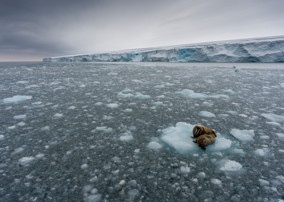 <p>Walruses in Svalbard, Norway. (Image:&nbsp;Christian &Aring;slund / Greenpeace)</p>