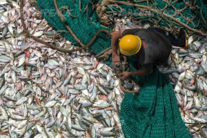 The catch on board a Chinese fishing vessel in Guinea (Image: Pierre Gleizes / Greenpeace)