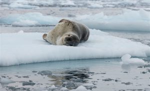 <p>A leopard seal in the Antarctic&nbsp;(Image:&nbsp;Christian &Aring;slund / Greenpeace</p>
