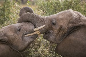 two elephant wrapping their trunks around one another in Kenya