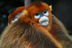 <p>Native to central and southwest China, the golden snub-nosed monkey is&nbsp;endangered (Image:&nbsp;Jack Hynes)</p>