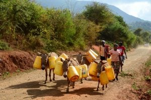 <p>肯尼亚的妇女用驴子来进行长距离的运水。图片来源：Alamy</p>
