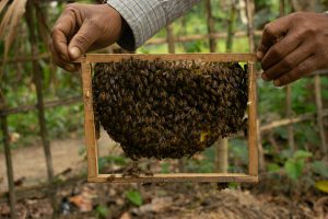 <p>Nitul Bhuyan shows off his swarm of honeybees [image by: Kasturi Das]</p>