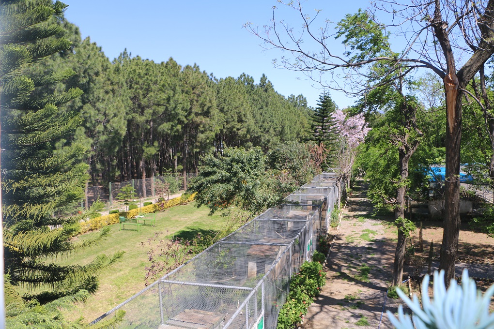 A view of the Dhodial pheasantry. Cages are erected in line to display birds to visitors [image courtesy: Divisional Wildlife Office, Mansehra]