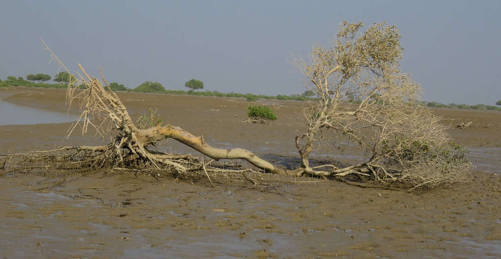 Floodplains covered by mangroves are fast disappearing [image by: Altaf Siyal]