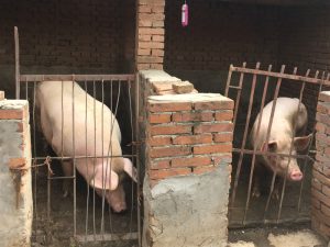 pigs in cage in China