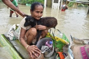 <p>A flood affected resident of Jakhalabandha, Assam on the south bank of the Brahmaputra being evacuated on a raft on August 13, along with the family’s livestock (Image: Biju Boro)</p>