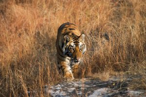 <p>Reports that wild tiger numbers are on the rise are misleading (Image: Elliott Neep)</p>