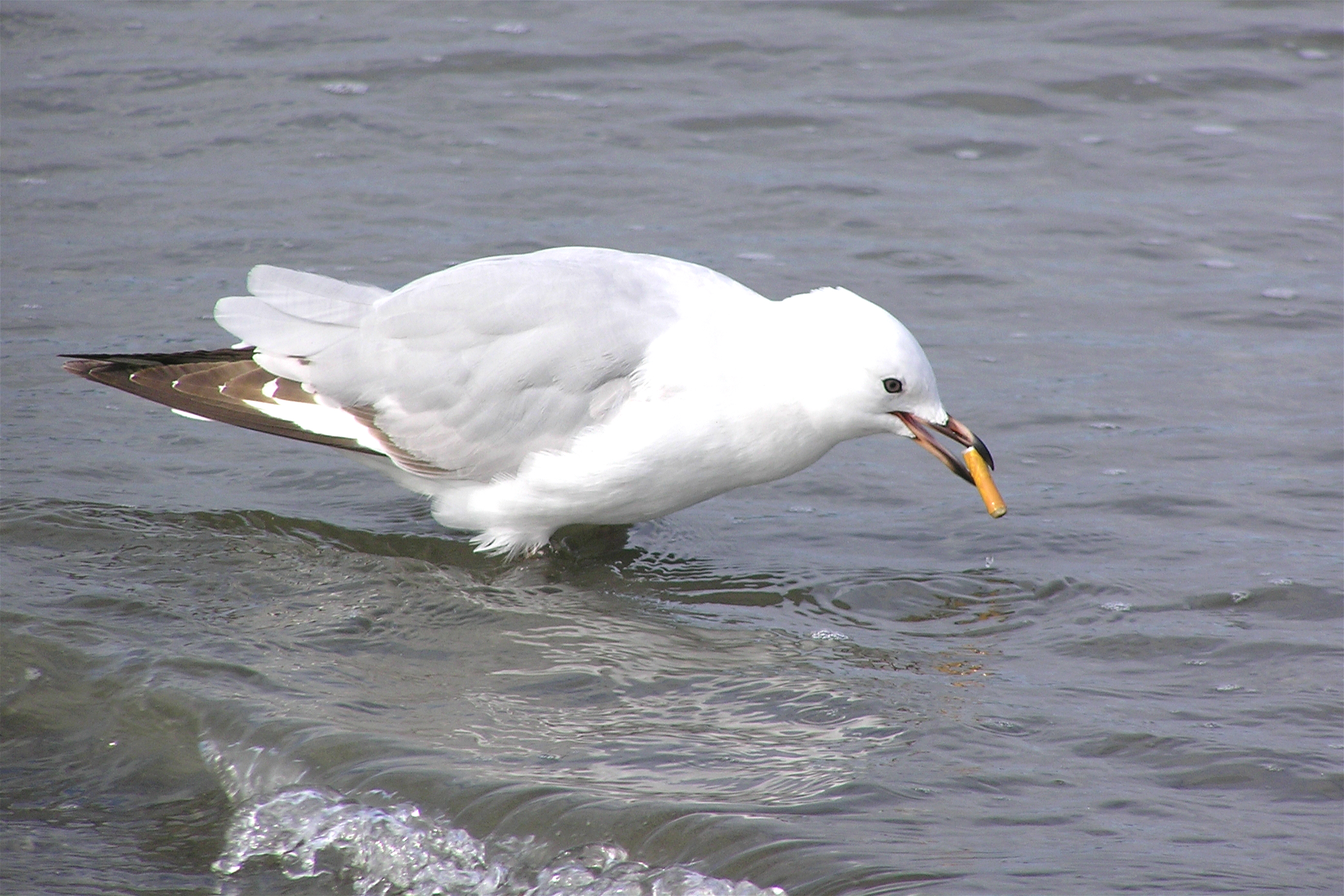 <p>烟蒂是清理海滩时最常见的垃圾。图片来源：<a href="https://commons.wikimedia.org/wiki/File:Juvenile_red_billed_gull_smoking.jpg">Tony</a><a href="https://commons.wikimedia.org/wiki/File:Juvenile_red_billed_gull_smoking.jpg"> Wills</a></p>
<p>&nbsp;</p>
<p>&nbsp;</p>