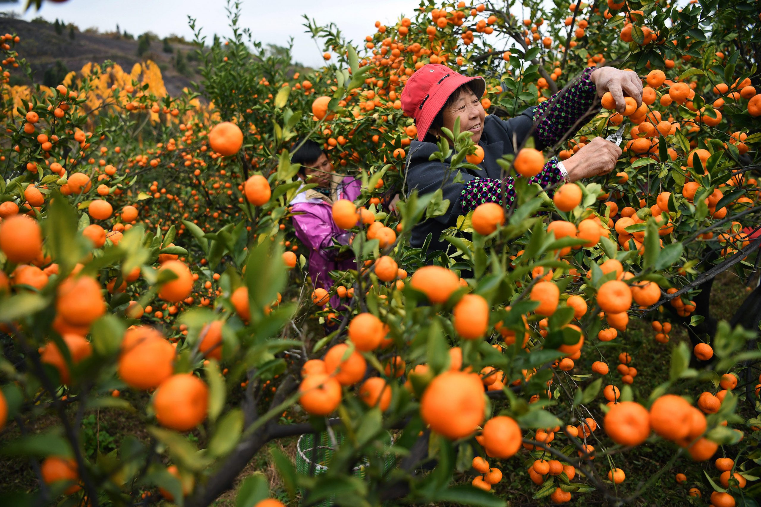 <p>江西南丰蜜桔种植已有千年的历史。图片来源：Xinua / Alamy</p>