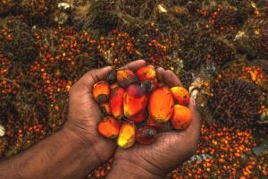 palm oil; kernels of oil palm held in cupped hands