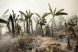 <p>An abandoned banana plantation, burned during the summer season (Image: Visarut Sankham/China Dialogue)</p>