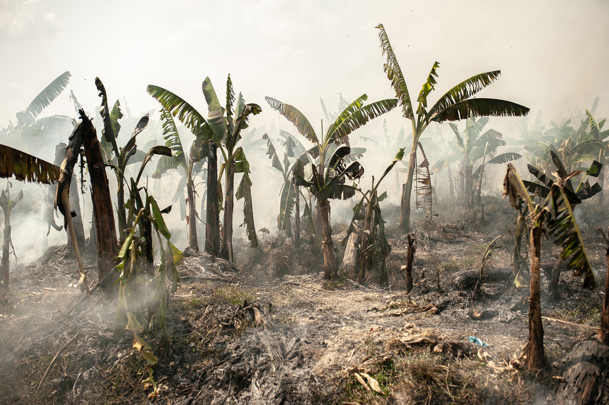 <p>An abandoned banana plantation, burned during the summer season [image by: Visarut Sankham / China Dialogue]</p>