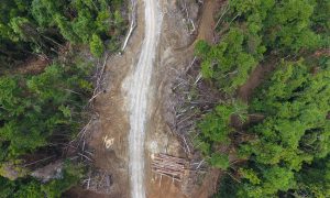 <p>A logging road in East New Britain province, Papua New Guinea. (Image: Global Witness)</p>