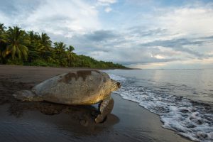 <p>A&nbsp;green sea turtle&nbsp;returns&nbsp;to the ocean after nesting in Tortuguero National Park, Costa Rica (Image: Alamy)</p>