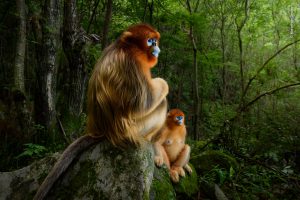 Golden snub-nosed monkeys in the mountain areas