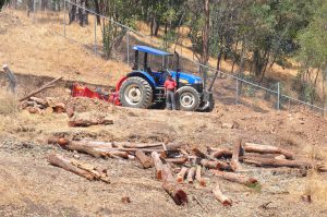 <p>Mexican rosewood is illegally cut and shipped to US, Chinese and other Asian markets (Image: María Teresa Adalid)</p>