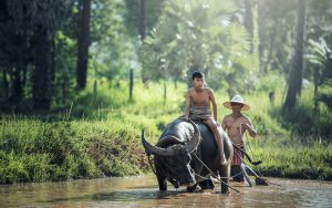 <p>The construction of&nbsp;two cross-country highways threaten ecological risks (Image: Sasin Tipchai)</p>