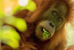 <p>稀有物种达班努里猩猩正因印尼苏门答腊岛的水电项目而濒临危险。图片来源：Maxime Aliaga</p>
