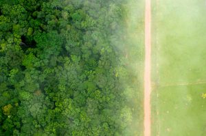 A soya plantations now stand on what was once Brazilian rainforest