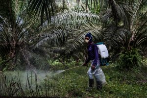 <p>A worker in Malaysia sprays chemical herbicide on a plantation not certified by the Roundtable on Sustainable Palm Oil​ (Source: Alamy)</p>