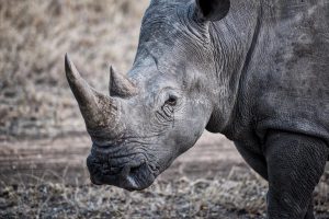 <p>Trade in rhino horn is completely illegal but demand from Vietnam and China fuels poaching and smuggling, putting the rhinos at risk of extinction&nbsp;(Image: Alamy)</p>