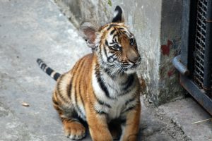 <p>China might be better off trying to save the four subspecies of tiger that remain in the country, rather than reintroduce the South China tiger, argues the International Union for the Conservation of Nature (Image by Harvey Barrison)</p>