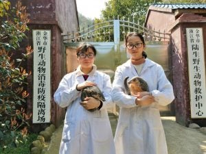 <p>Xiao Chen (left) and her colleague at Jinhua Wildlife Rescue Centre, along with two rescued Chinese pangolins, Rou Rou and Tuan Tuan (Image: Meng Haifeng /Jinhua Wildlife Rescue Centre)</p>