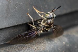<p>Black soldier fly laying eggs on a compost bin. (Image: Alamy)</p>