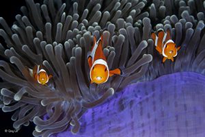 <p>&#8216;The insiders&#8217; Qing Lin / Wildlife Photographer of the Year. The clown anemone fish goes unharmed by the stinging tentacles of the anemone thanks to mucus secreted over its skin, which tricks the anemone into thinking it is brushing against itself. ​</p>