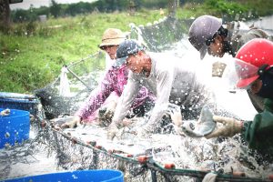 <p>China&rsquo;s vast collection of small scale and largely unregulated fish farms produce over 58 million tonnes annually (Image by Han Han)</p>