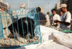 <p>北京一个路边宠物市场上等待被出售的小狗。图片来源：Alamy</p>