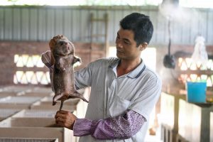 A farmer holding a bamboo rat in his bamboo rats farm in Guangxi China