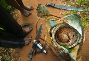 <p>A tree pangolin hunted in the Central African Republic (Image: Alamy)</p>