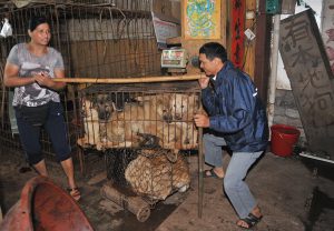 <p>As many as 10,000 dogs were reportedly killed in Yulin&#39;s festival, many of them still alive while they were electrocuted, boiled or skinned (Image:&nbsp;Alamy)</p>