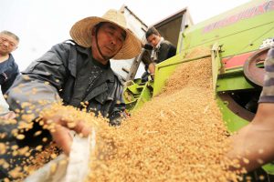 <p>Harvesting wheat in Anhui province (Image: Alamy)</p>
