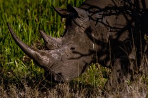 <p>肯尼亚的黑犀牛。图片来源：&copy; Juan Pablo Moreiras/FFI</p>
