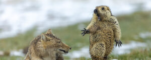 <p>Image ©Bao Yongqing (China) / Wildlife Photographer of the Year<br />Grand title winner 2019</p>
<p>It was early spring and very cold on the alpine meadowland of the Qinghai-Tibet plateau in China’s Qilian Mountains National Nature Reserve. The marmot was hungry. It was still in its winter coat and not long out of its six-month hibernation deep underground with the rest of its colony of 30 or so. The marmot had ventured out of its burrow to search for plants to graze on when the fox rushed forward, her long canines revealed. Such predator‑prey interaction is part of the natural ecology of the plateau ecosystem, where rodents, in particular the plateau pikas (smaller than marmots) are keystone species.</p>