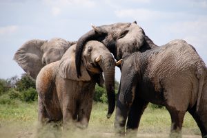 <p>以他们超凡的感官和复杂的社会结构，大象可以教会人类不少关于生活的事。图片来源: <a href="https://pixabay.com/en/africa-elephant-words-animal-466602/" target="_blank">baluda</a></p>