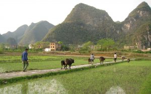 <p>虽然水稻中甲基汞含量要低于鱼类，但在中国中部地区人们摄入的稻米要远多于鱼类。图片来源：David Woo</p>