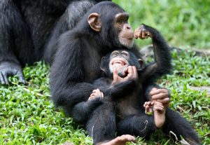 <p>Almost all the apes trafficked from Guinea are young, Interpol found. Juvenile apes are easier to catch and transport. (Image by&nbsp;Shiny Things)</p>