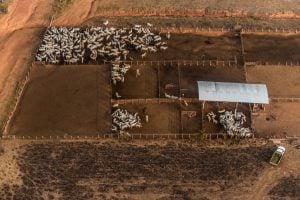 <p>Beef production is linked with the deforestation of the Amazon but traceability in supply chains is poor (Image: Fábio Nascimento)</p>