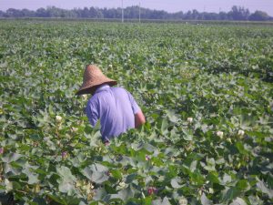 <p>China supplies nearly 60% of the world&#8217;s cotton,&nbsp; much of it grown in the northwestern province of Xinjiang (Image by&nbsp;Sean Buchan)</p>