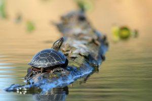 <p>Nearly a fifth of all reptiles&nbsp;are threatened by extinction, say the IUCN<br />
(Image: Alamy)</p>